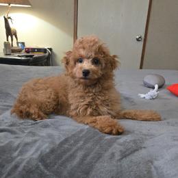 Matty - Red male Cavapoo puppy in Copan, Oklahoma from Tatums cavapoos