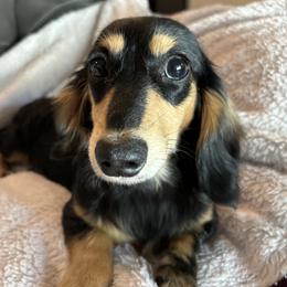 One Paw - Dachshund