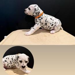 Female 4 - White and black female Dalmatian puppy in Louisa, Virginia from Dalmatian Creation LLC