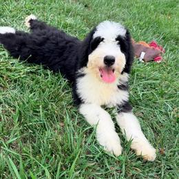 Cartier with training - Black and white male Bernedoodle puppy in Boonville, North Carolina from Doods & Dolls