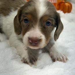 Acorn - Dapple male Dachshund puppy in Mansfield, Missouri from Owens Farm
