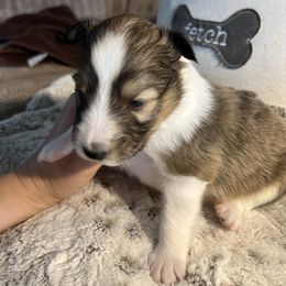 Sadie - Sable and white female Shetland Sheepdog puppy in Pine Island, Minnesota from Tricia's Sheltie Puppies