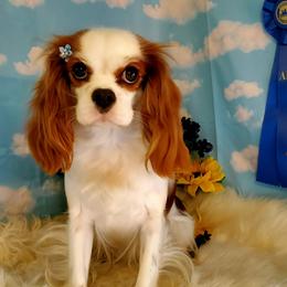 Lady - Cavalier King Charles Spaniel