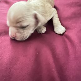 Cocker Spaniel Puppies from Ileana Madrigal