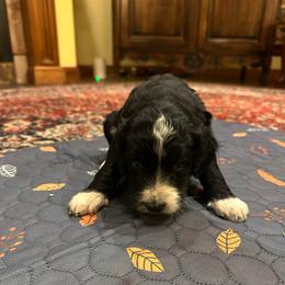 Loretta - Black and white female Bernedoodle puppy in Pauls Valley, Oklahoma from Daisy’s Doodles