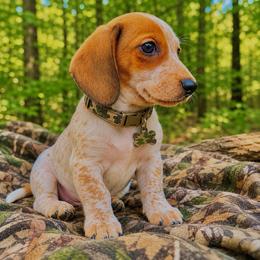 Ranger - Piebald male Dachshund puppy in Augusta, Georgia from Cherokee Hill Dachshunds