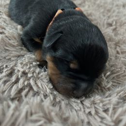 Ash - Black and mahogany male Rottweiler puppy in Crivitz, Wisconsin from Khaotic Rottweilers