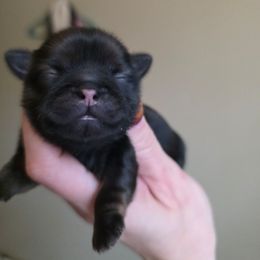 Roberta - Red female Shih Tzu puppy in Lancaster, Ohio from Wandering Tzu