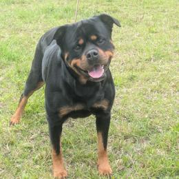 Zara - Rottweiler