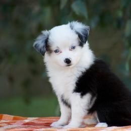 Panda - Blue merle female Miniature American Shepherd puppy in Chocowinity, North Carolina from Foxtail Hollow