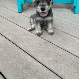 Boy 1 Smokey - Salt and pepper Miniature Schnauzer puppy in New Bern, North Carolina from DJS Delightful Miniature Schnauzers
