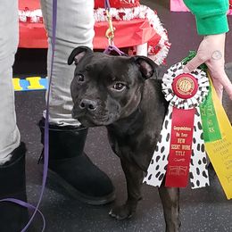 Staffordshire Bull Terrier All Grown Up from Freystaff Staffordshire Bull Terriers