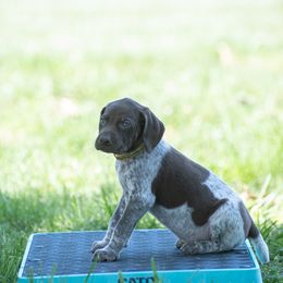 German Shorthaired Pointer and Vizsla Puppies from Nosam Kennels