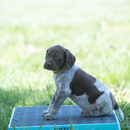 German Shorthaired Pointer and Vizsla Puppies from Nosam Kennels