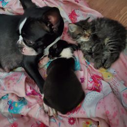 Boston Terrier Puppies from The Christian Bostons