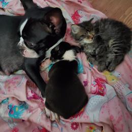 Boston Terrier Puppies from The Christian Bostons