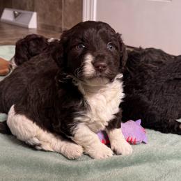 Tina - White and red female Bordoodle puppy in Canfield, Ohio from Poo's Doo's & Inu's