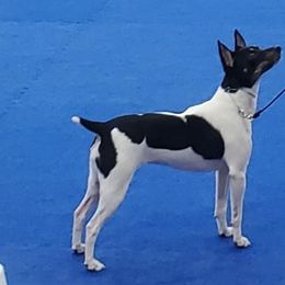 Rat Terriers from Forest Grove Rat Terriers