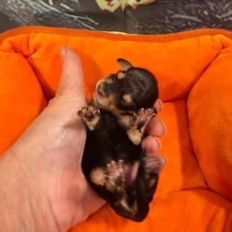 Blk pointed girl 1 - Black and cream female Dachshund puppy in Irving, Texas from DFW Dachshunds by G & S