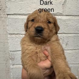 Dark green boy - Golden female Golden Retriever puppy in Buchanan, Georgia from Morgan’s Heart of Gold Retrievers