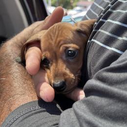 Dachshund Puppies from Army of Dachshunds
