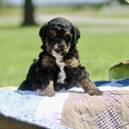 Gideon - Tri-color male Bernedoodle puppy in Lowry City, Missouri from Cooper Creek Puppies