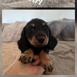 Snuggles - Black and tan female Dachshund puppy in Queen Creek, Arizona from Wigglebutts Miniature Dachshund Az