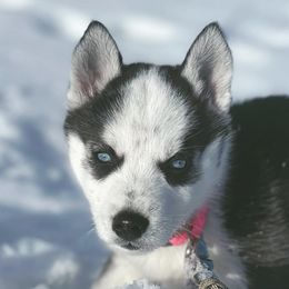 Siberian Huskies from Mg Husky Breeding co.