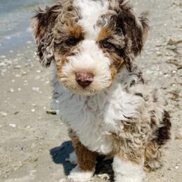 Assorted Doodle Crosses, Bernedoodle, Cockapoo, Double Doodle, Goldendoodle, and Golden Retriever Puppies from Hawk Mountain Doodles