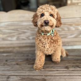 Smokey - Goldendoodle