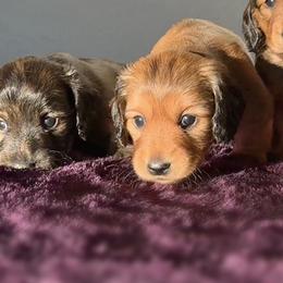 Dachshund Puppies from Diddle Bros Dachshunds