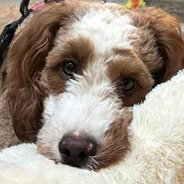 Whisk - Goldendoodle