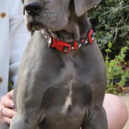 Great Dane Puppies from Lazy A Danes