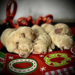 Boy 3 - Golden male Golden Retriever puppy in Mc Arthur, California from California Golden Love