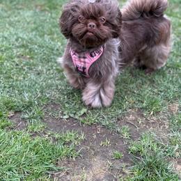 Shih Tzu puppies from Lala's All Star Shih Tzu