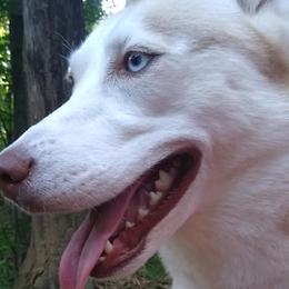Gerberian Shepskies, German Shepherds, and Siberian Huskies from Arsen's Purebreds & Hybrids