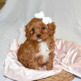Cavapoo, Goldendoodle, and Poodle Puppies from True Hearted Doodles
