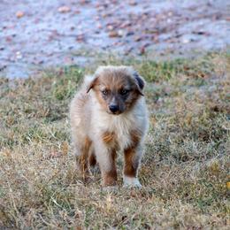 Orange - Dilute red male Australian Shepherd puppy in Iola, Texas from MK Aussies