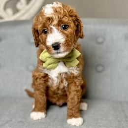 Fern - Red  male Goldendoodle puppy in Queen Creek, Arizona from Goldendoodle AZ