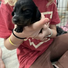 Ebony.     (almost all black) - Black Dachshund puppy in Garfiled, Arkansas from Iron Bear Livestock & Dachshunds
