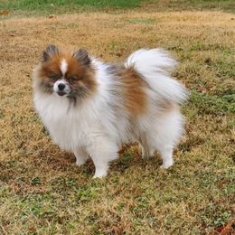 Gabe - Pomeranian