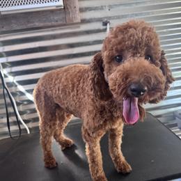 Ruby - Goldendoodle