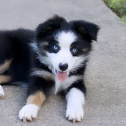 Girl 3 - Miniature Australian Shepherd puppy in Florida from J7 Miniature Australian Shepherds