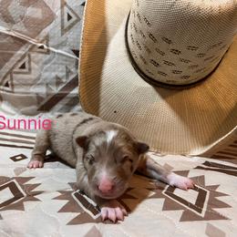 Sunnie - Red merle female Australian Shepherd puppy in Rose Hill, North Carolina from Motega Australian Shepherds