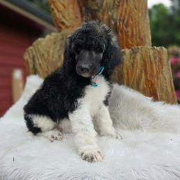 Tiana - Parti female Poodle puppy in Springfield, Oregon from Valaurah Farms