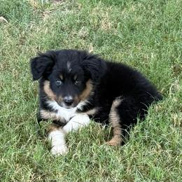 Fudge - Black tri-color female Australian Shepherd puppy in Mount Vernon, Texas from RJ's Aussie Posse