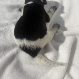 Hunter - Blue ticked and tan male Bluetick Coonhound puppy in Mount Pleasant, Texas from Harmons Hounds