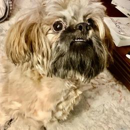 Chewey - Tricolor male Shih Tzu puppy in Albemarle, North Carolina from Wilson Kennel