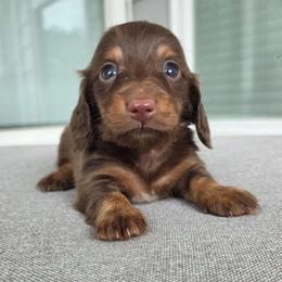 Chocolate tan - Chocolate and tan male Dachshund puppy in Ashford, Alabama from Circle City Dachshunds