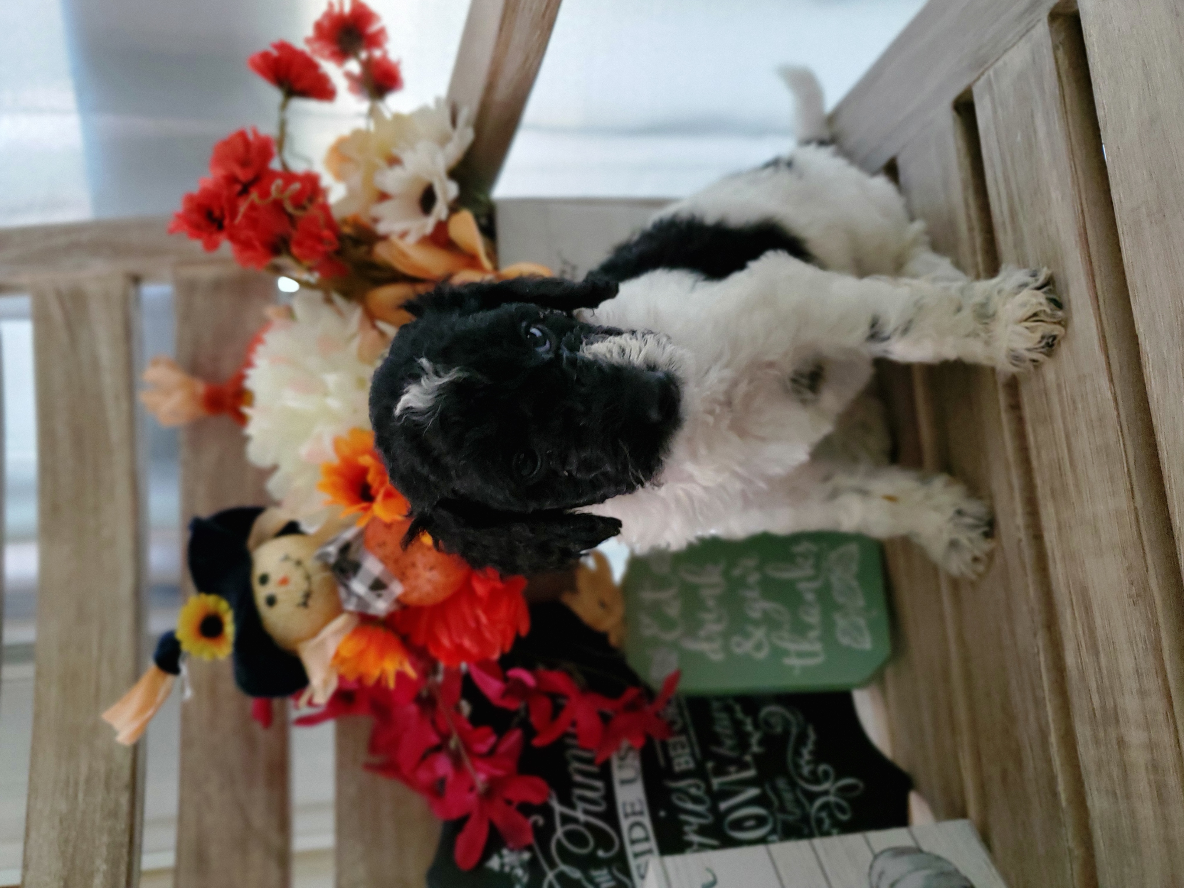 Double Doodle and Poodle Puppies from Perfect Poodles and Doodles LLC